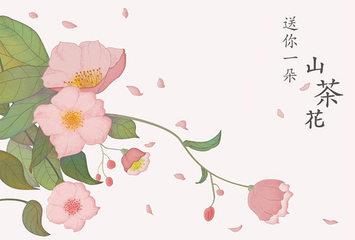 如何绘制山茶花插画?PS加AI手绘山茶花插画教程