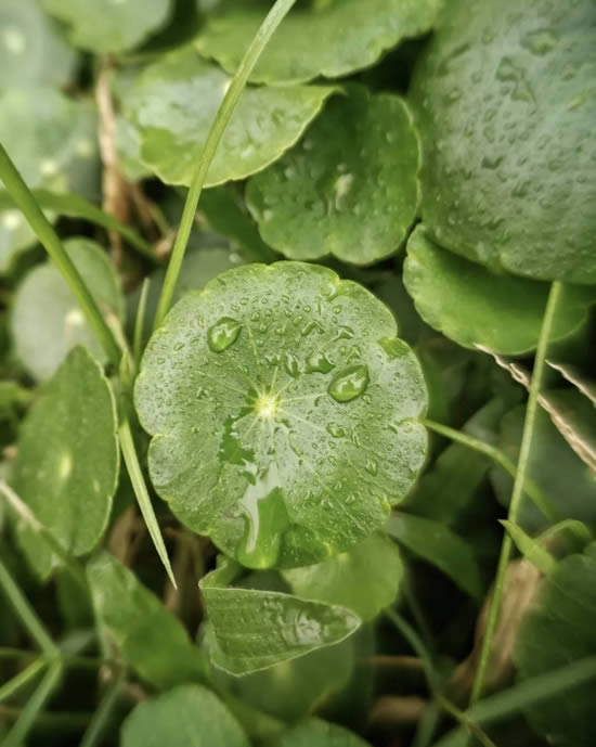 手机摄影技巧:教大家如何拍好水珠