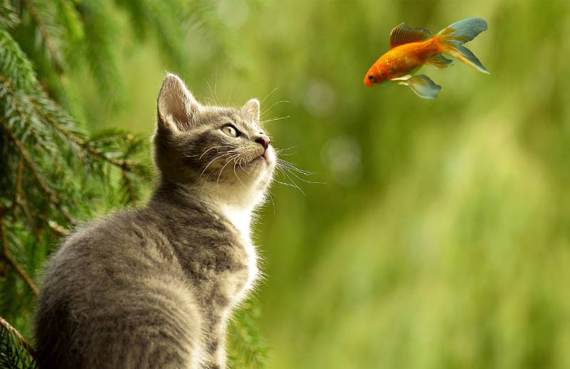 如何用PS合成猫看鱼的超现实场景?用PS合成猫咪看鱼的超现实场景教程