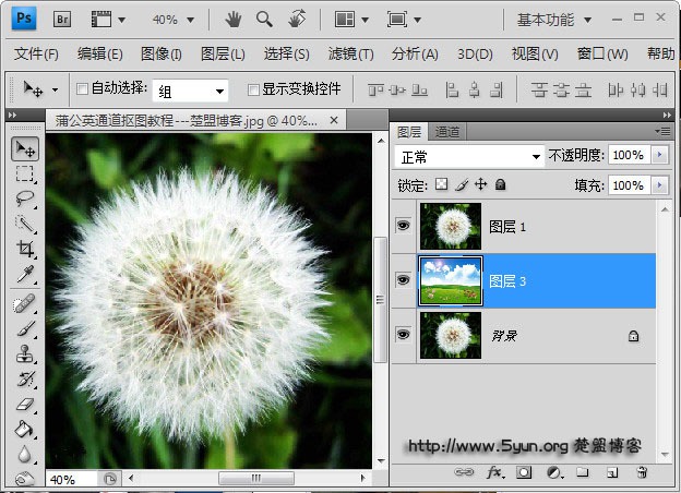 如何用ps通道来快速完成抠图蒲公英?