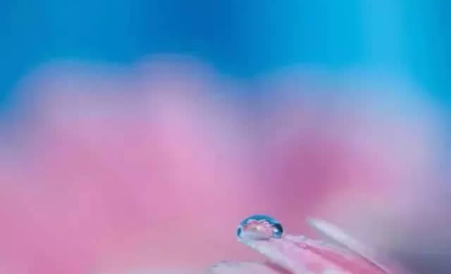 手机摄影技巧:教大家如何拍好水珠