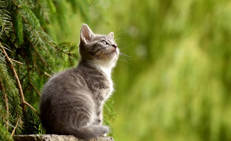 如何用PS合成猫看鱼的超现实场景?用PS合成猫咪看鱼的超现实场景教程