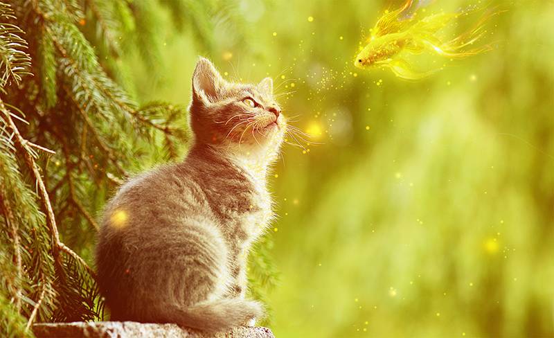 如何用PS合成猫看鱼的超现实场景?用PS合成猫咪看鱼的超现实场景教程