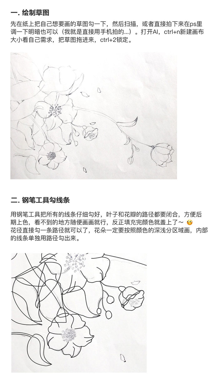 如何绘制山茶花插画?PS加AI手绘山茶花插画教程