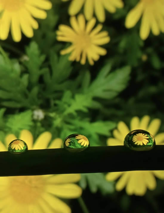 手机摄影技巧:教大家如何拍好水珠