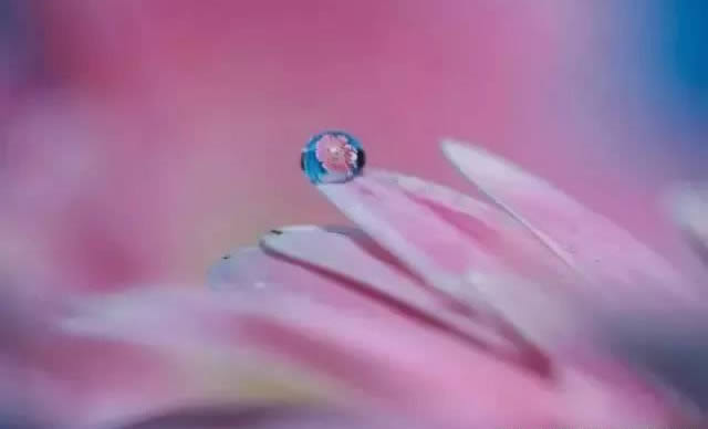 手机摄影技巧:教大家如何拍好水珠